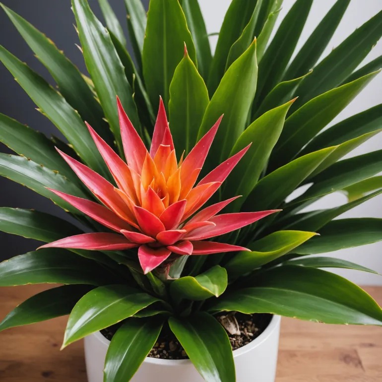 Секреты ухода за эхмеей: Как вырастить здоровую эхмею — полив, пересадка, уход