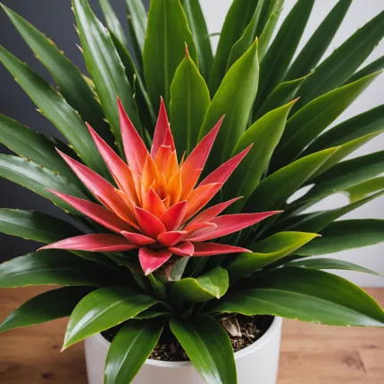 Секреты ухода за эхмеей: Как вырастить здоровую эхмею — полив, пересадка, уход